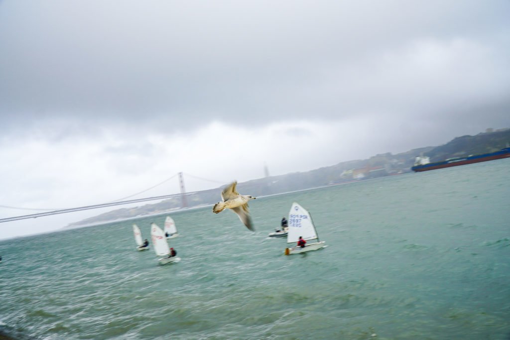 Sailboats and bird by water in Lisbon Portugal