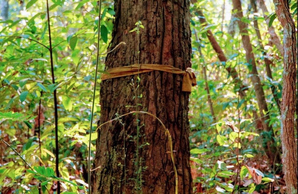 Monks ribbon wrapped around a tree