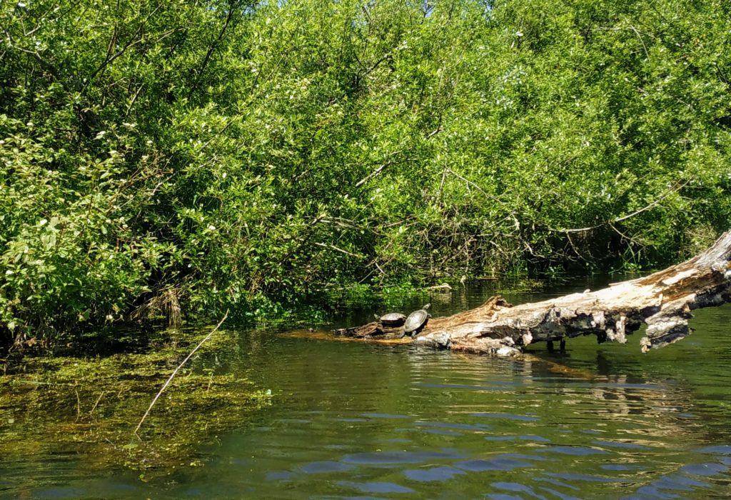 Turtles sunbathing in the mercer slough