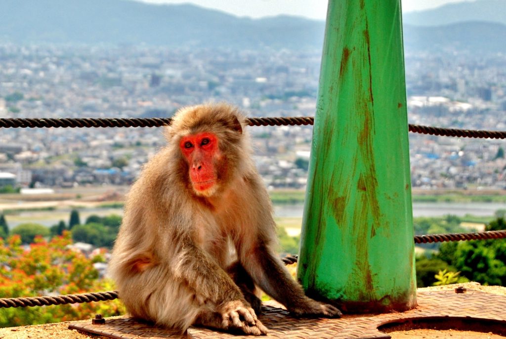 Monkey in Japan near Kyoto