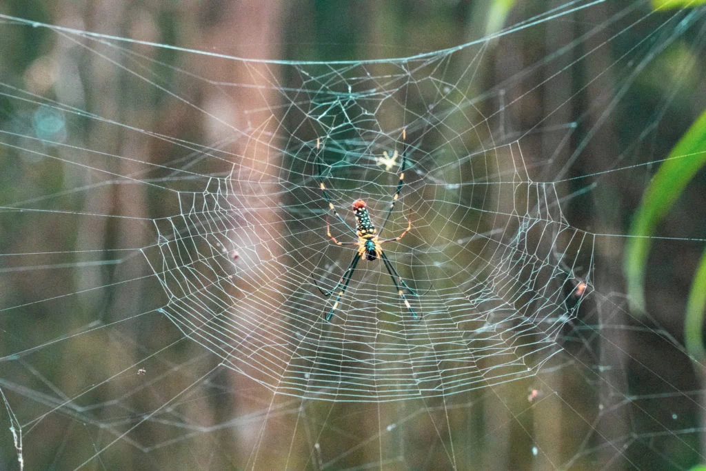 Giant Thailand Spider