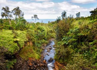 Jungle with water flowing up the middle on the road to Hana