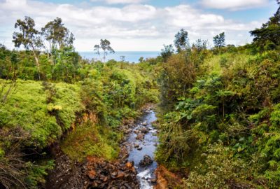 Jungle with water flowing up the middle on the road to Hana