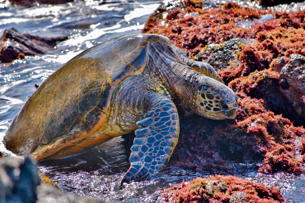 Maui Sea Turtle eating on rocks