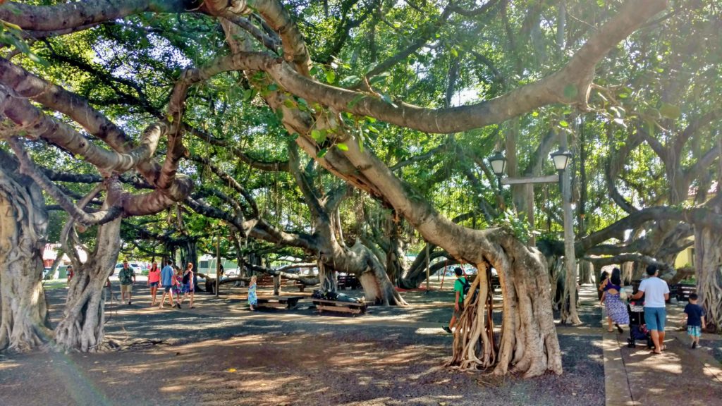 Banyan Trees in Lahaina, Maui