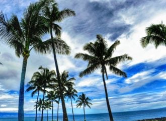 Palm trees in Maui