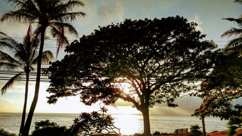 Trees at Pohaku or S-Turns Park