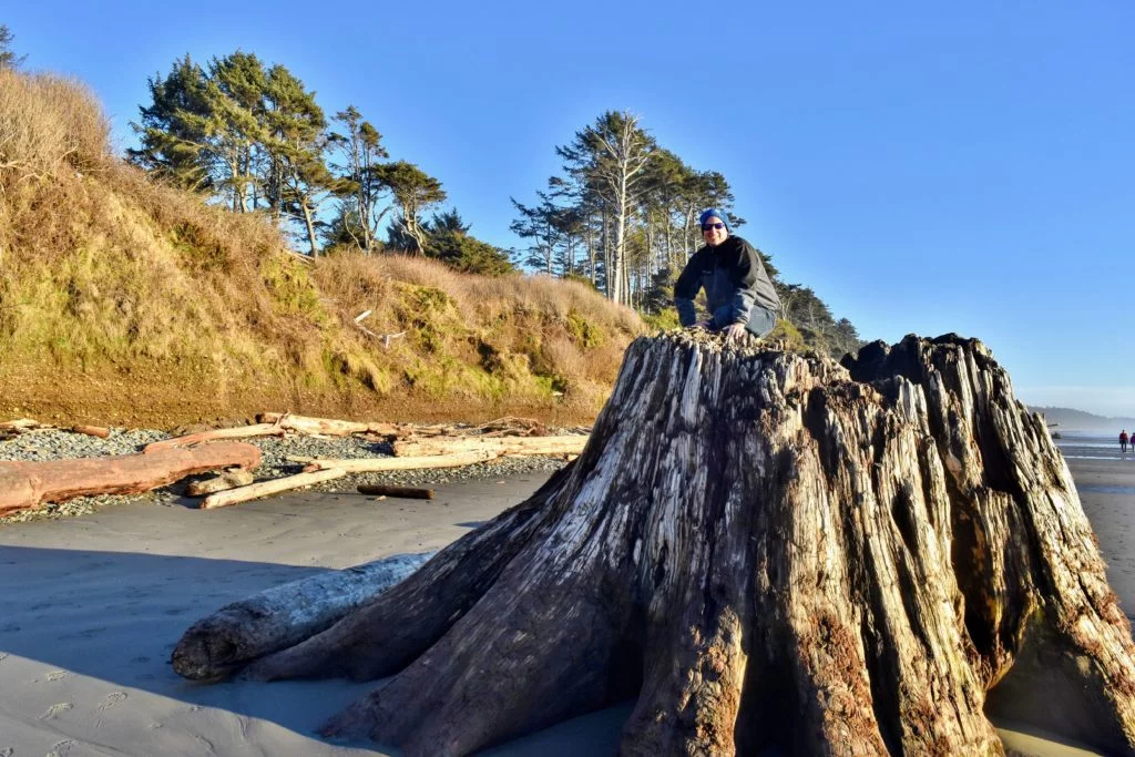 huge stump at Kalaloch beach 3