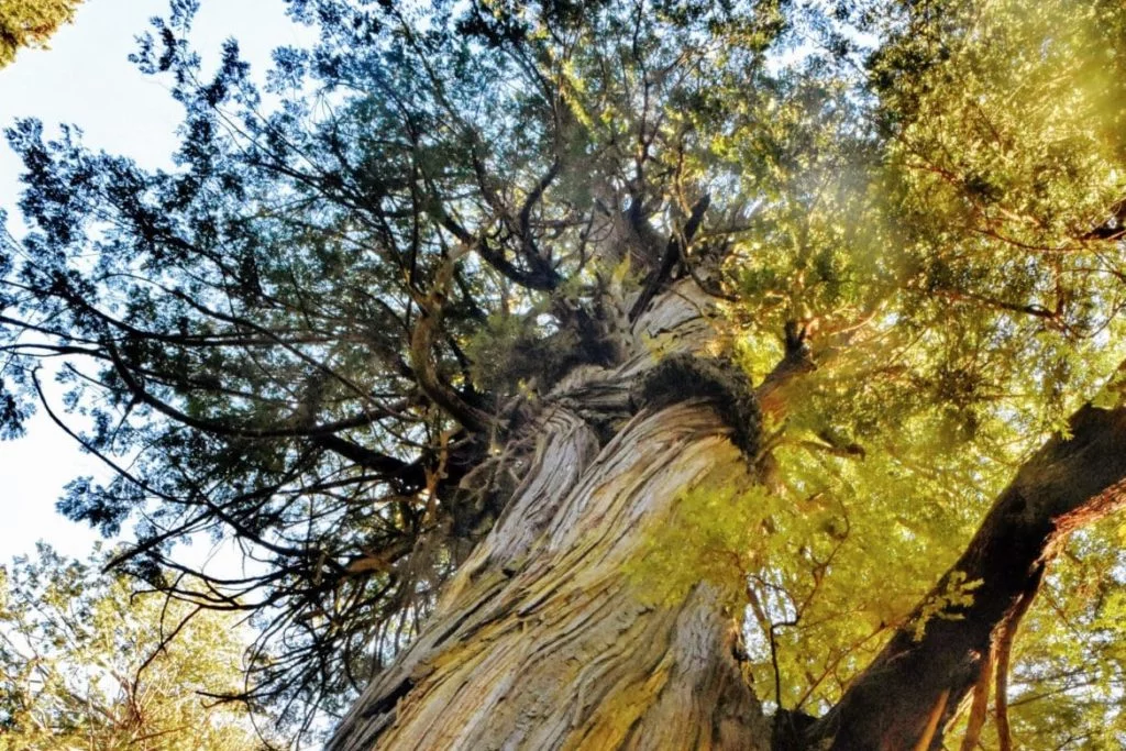 Looking up at a huge cedar tree.