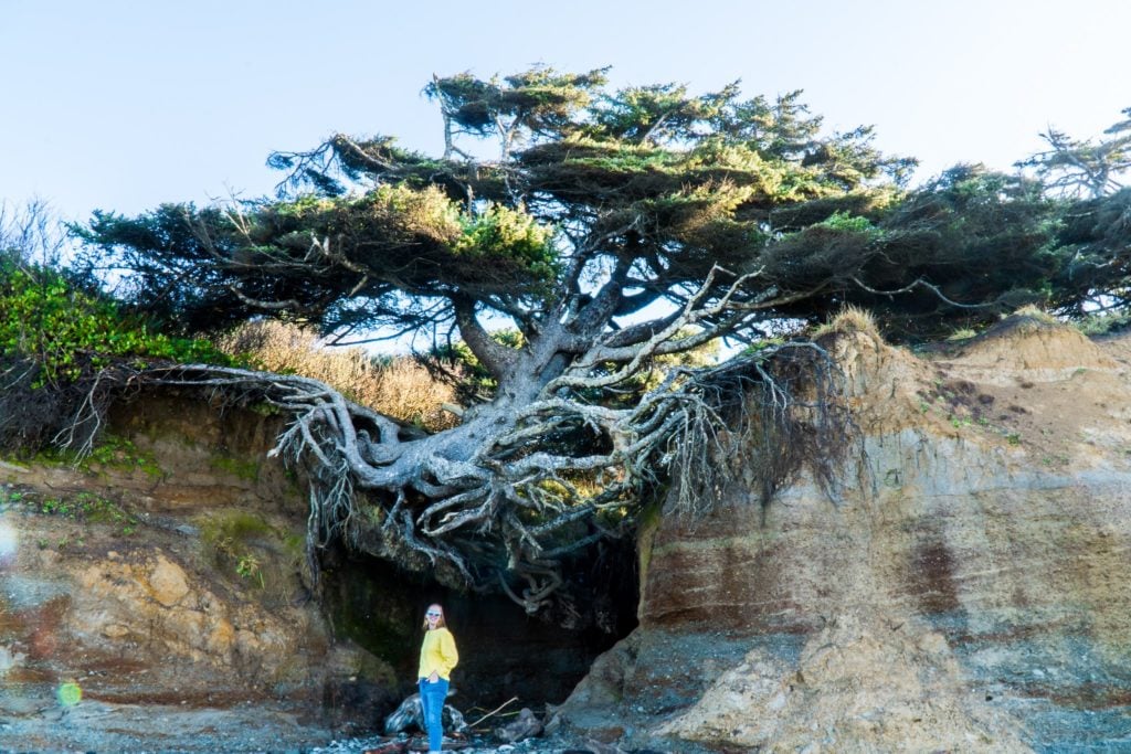 Tree of Life tree suspended above ground