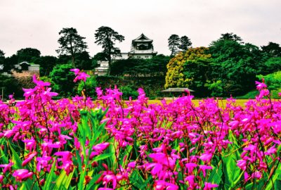 Castle in Kanazawa, Japan with flowers around it