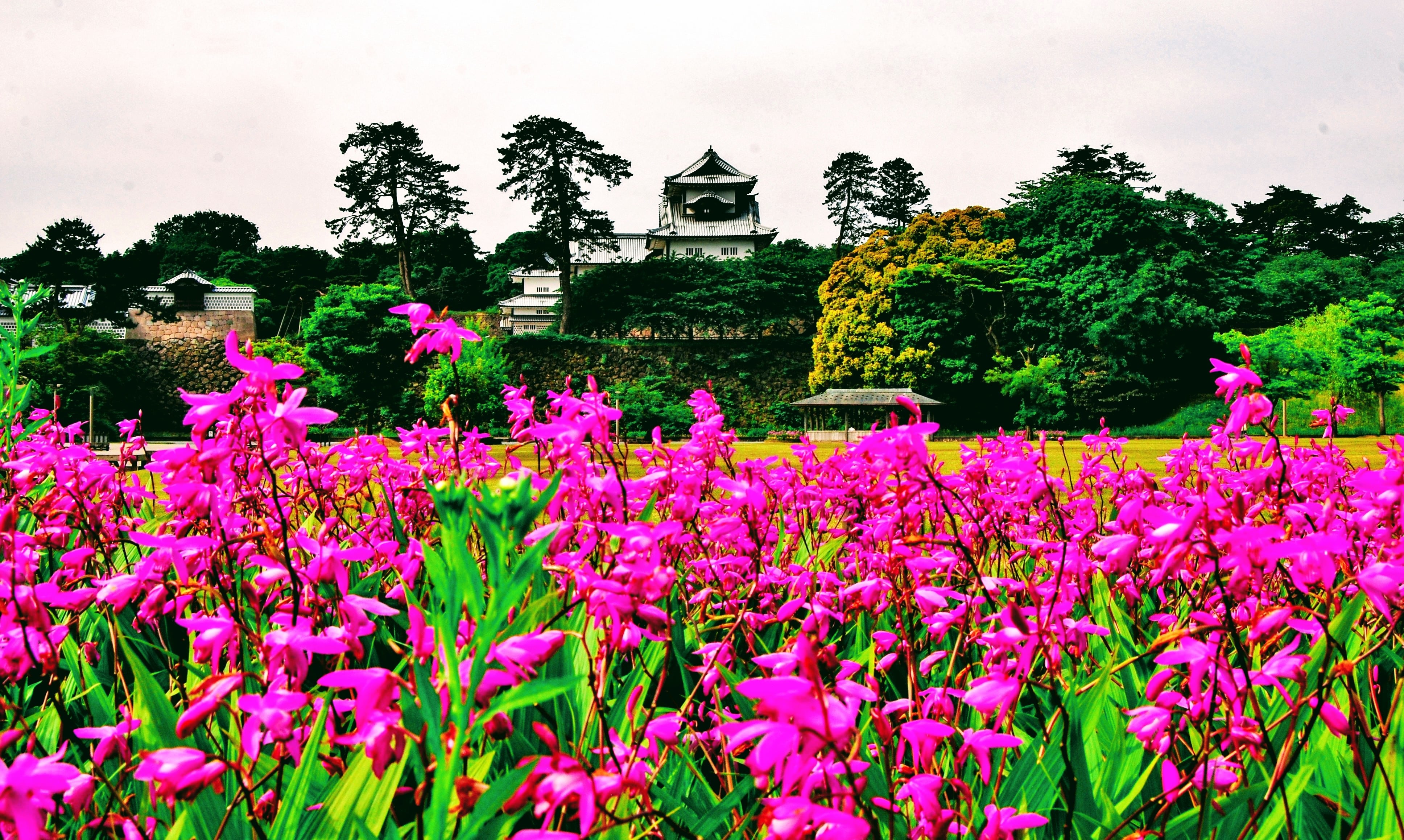Castle in Kanazawa, Japan with flowers around it