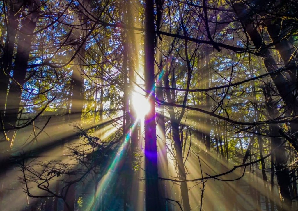 Sunlight thru trees at Kalaloch Campground