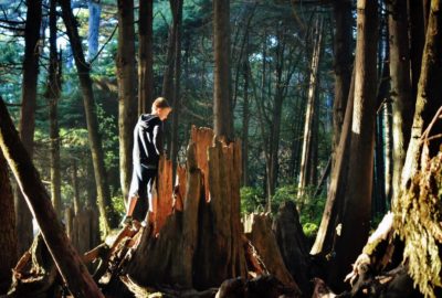 boy looking inside hollow tree