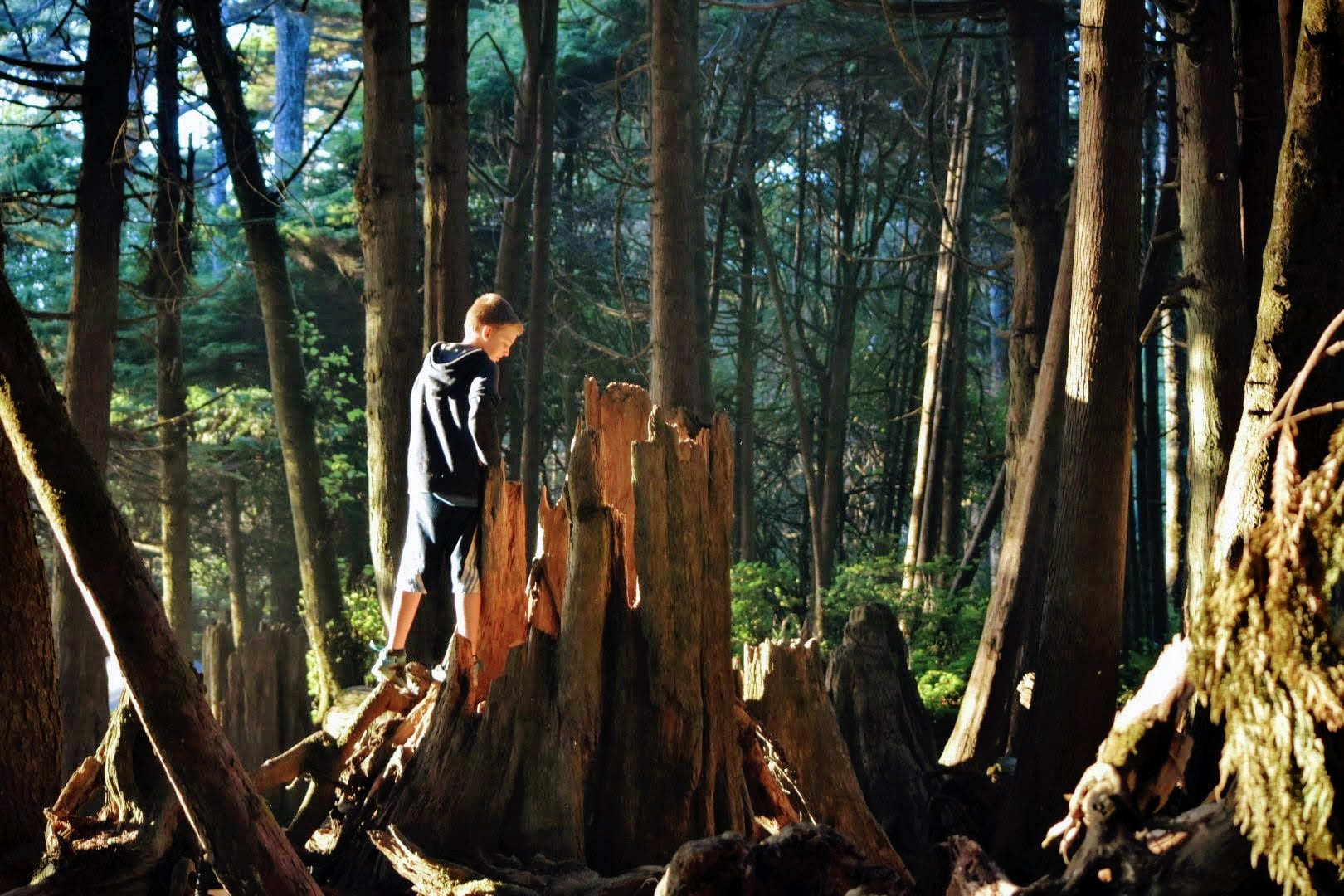 boy looking inside hollow tree