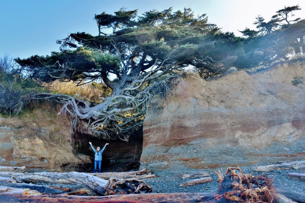 Tree of Life at Kalaloch Campground