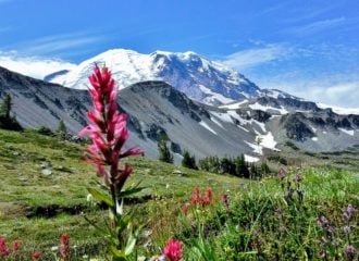 Mt Rainier with wildflowers at Sunrise Visitor Center