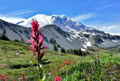 Mt Rainier with wildflowers at Sunrise Visitor Center