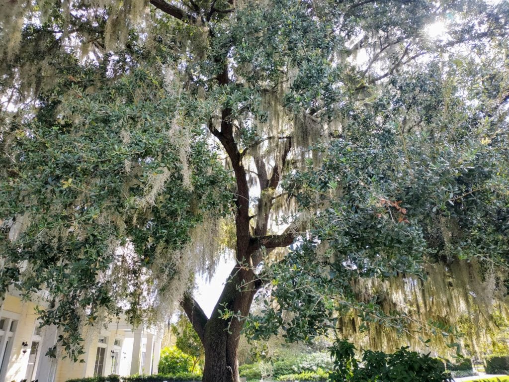 Old Cedar Tree by Welcome Center at Leu Gardens