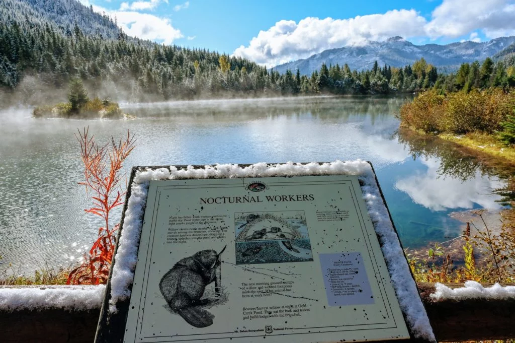 informative sign about beavers in Gold Creek Pond