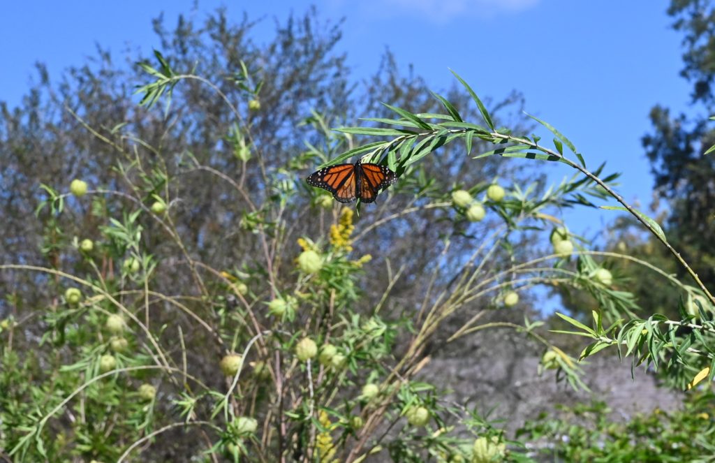 monarch butterfly in leu gardens