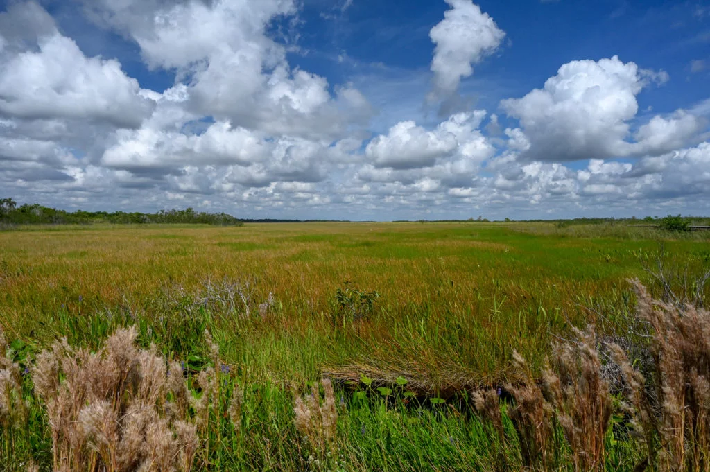 The Everglades National Park