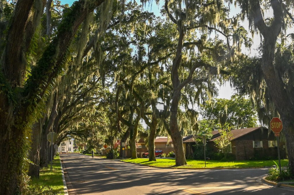 Live oak canopy on Magnolia Avenue