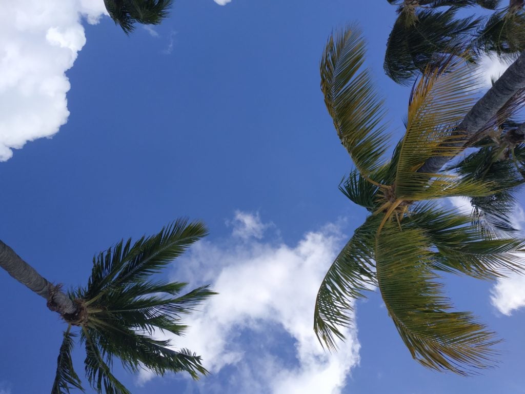 palm trees in Florida