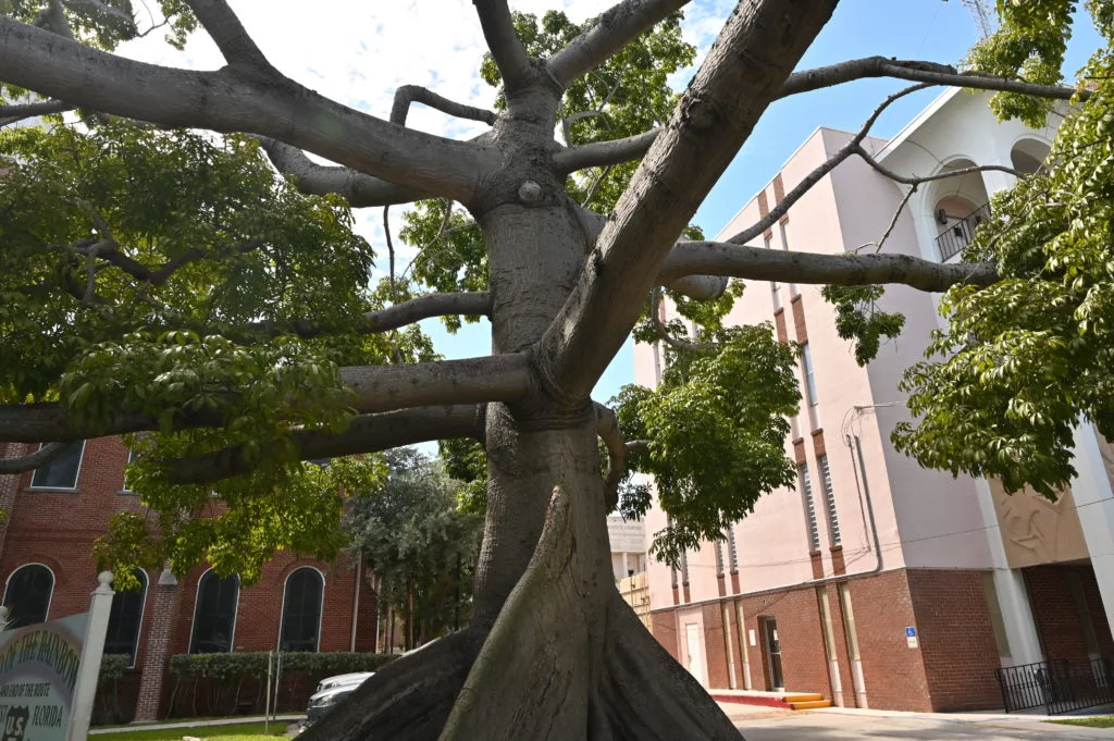 Kapok tree Key West