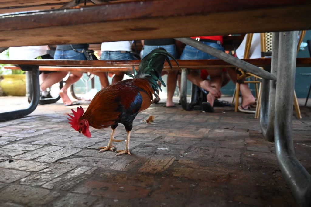 rooster under the table at Caroline's Cafe in Key West