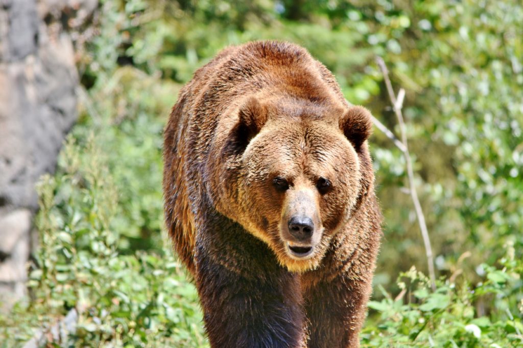 grizzly bear at Woodland park zoo