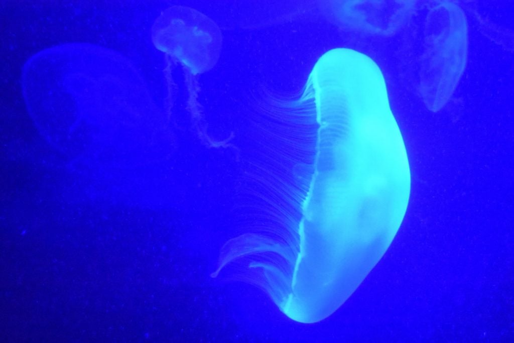 jellyfish at aquarium