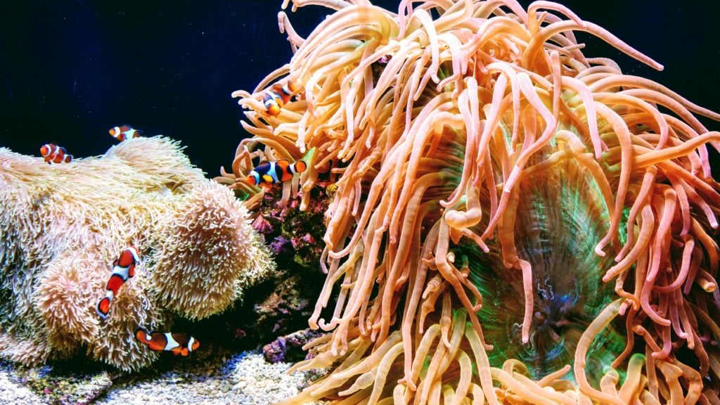 fish at Seattle Aquarium