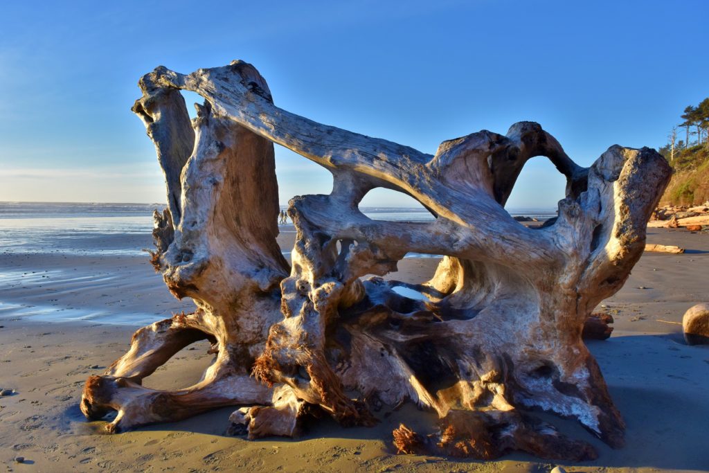 driftwood on the beach by Kalaloch