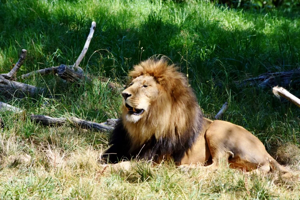 lion at Woodland Park Zoo