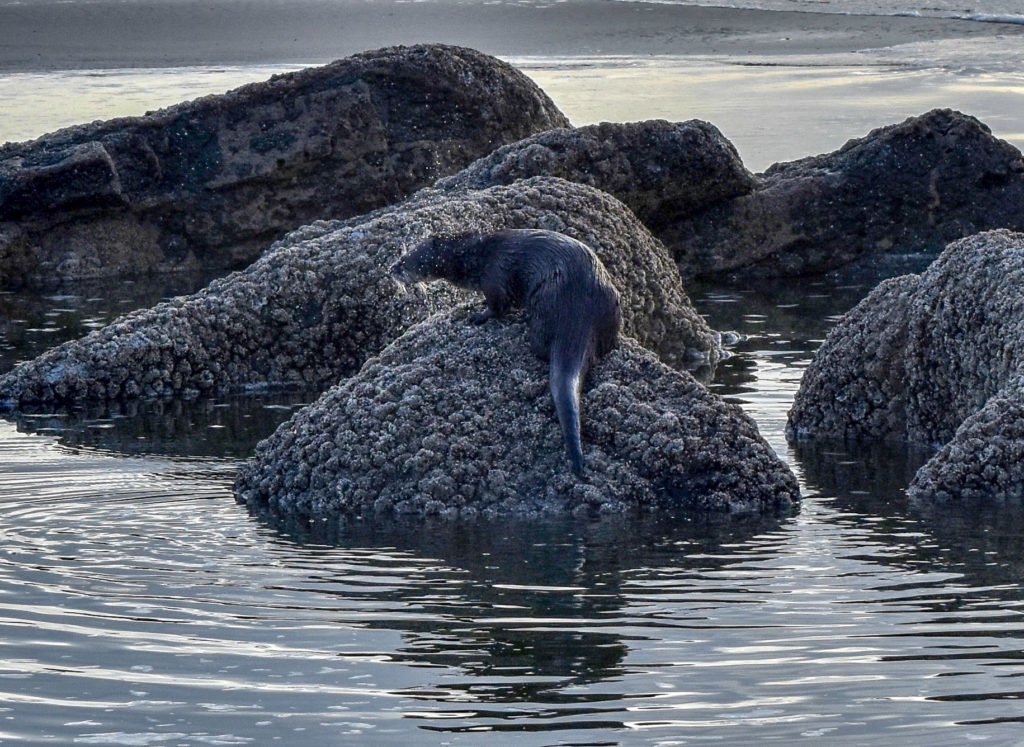 sea otter shaking water