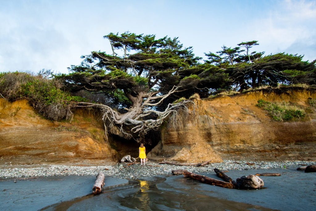 The tree of life at Kalaloch campground.