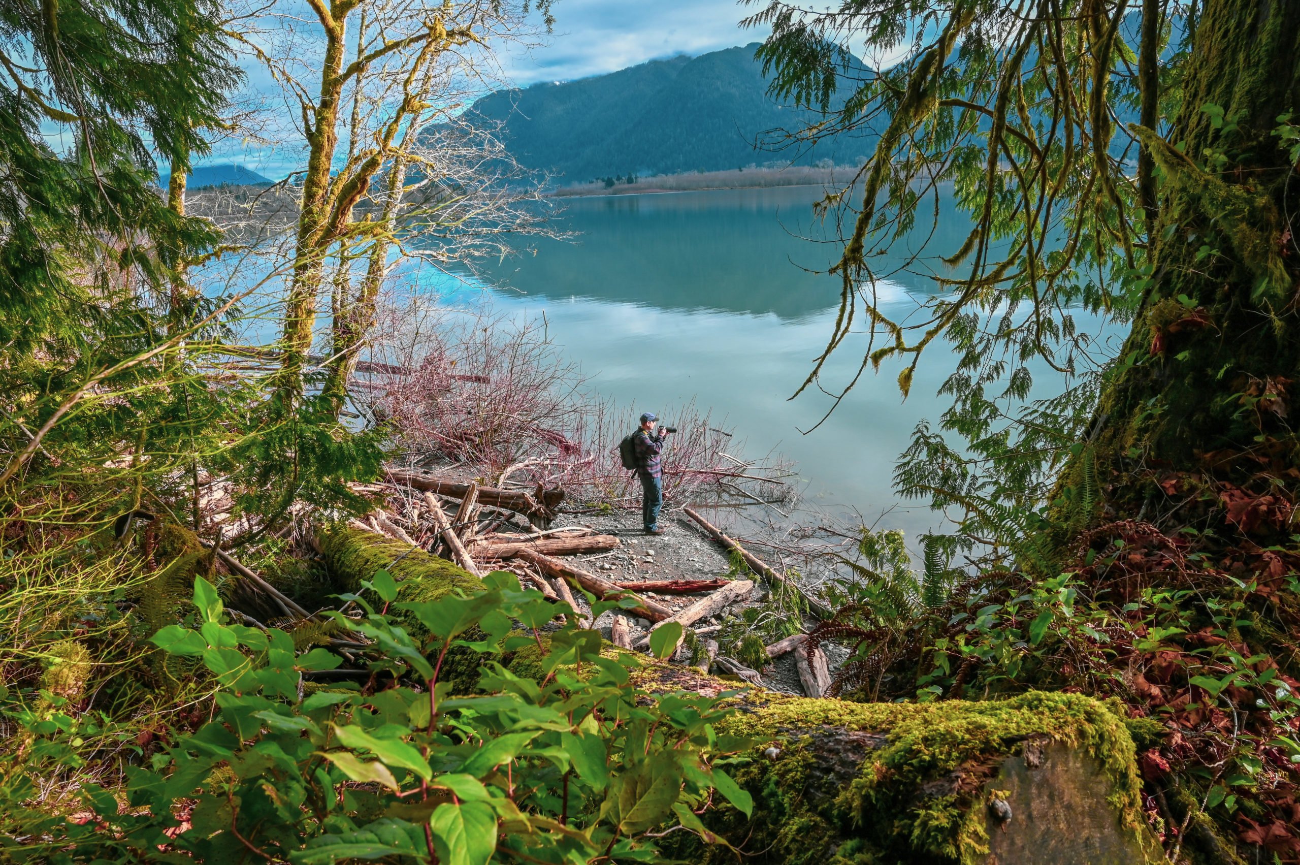 quinault rainforest tour