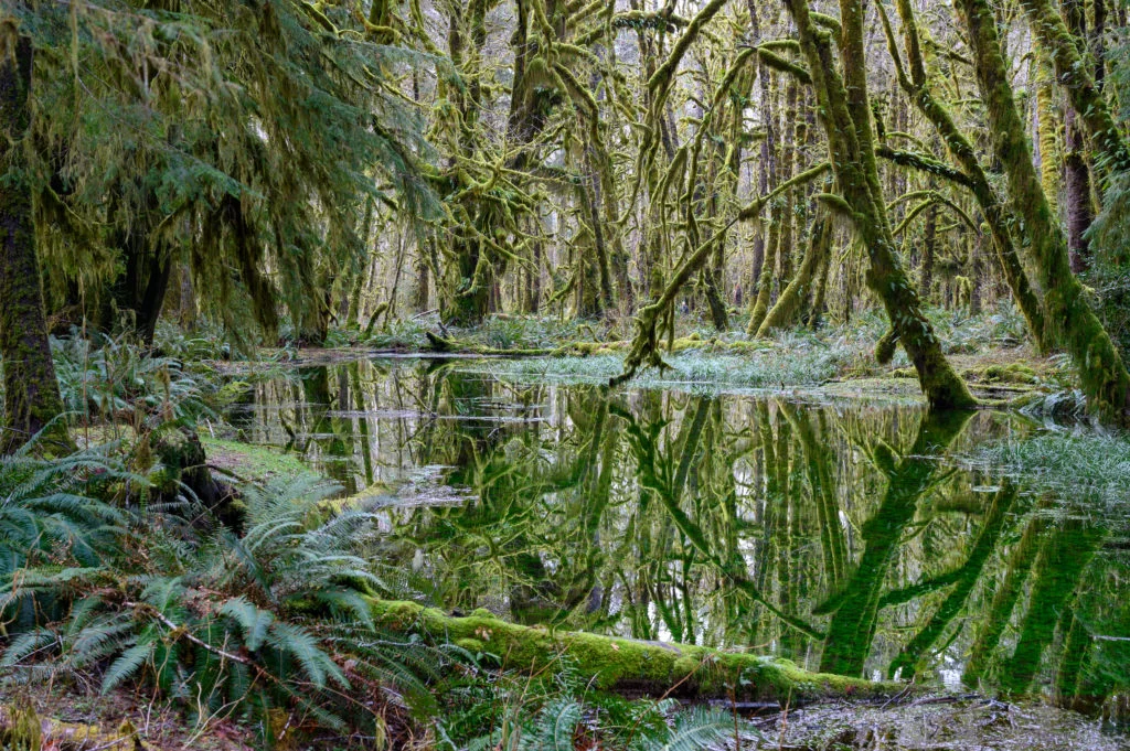 Maple Glade Rainforest trail