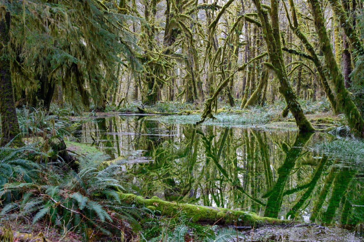 6 Stunning Hikes In The Quinault Rainforest Travelffeine 6-stunning-hikes-in-the-quinault-rainforest-travelffeine