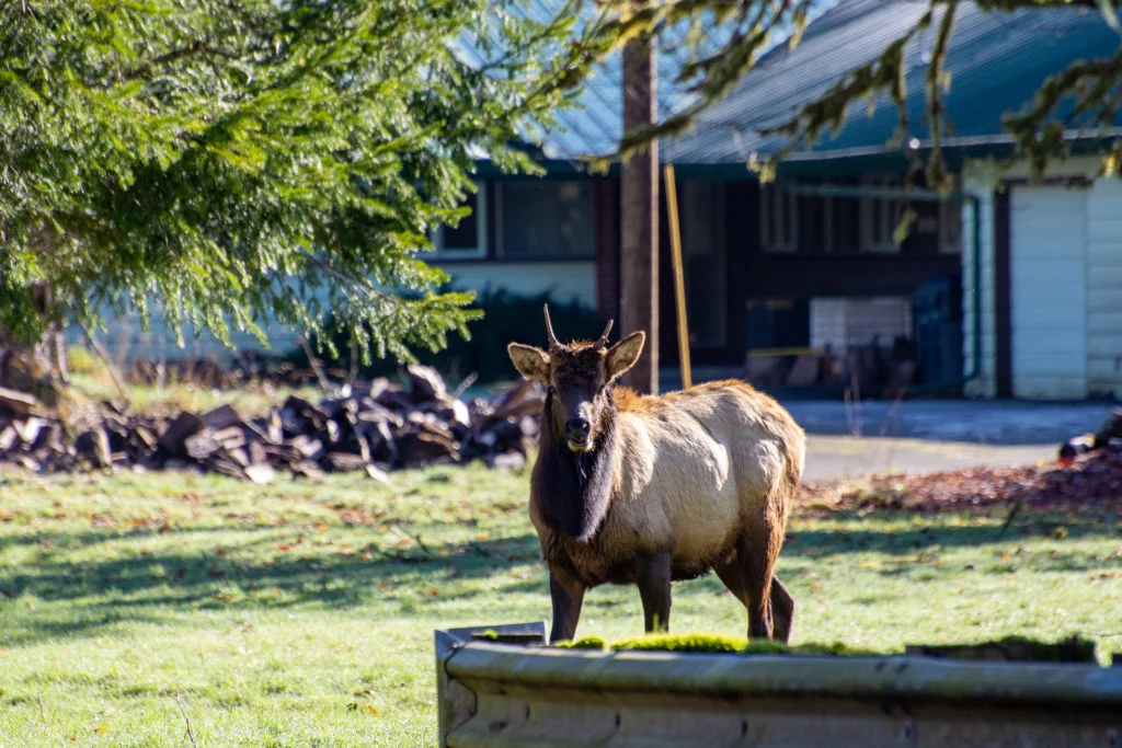 Roosevelt Elk