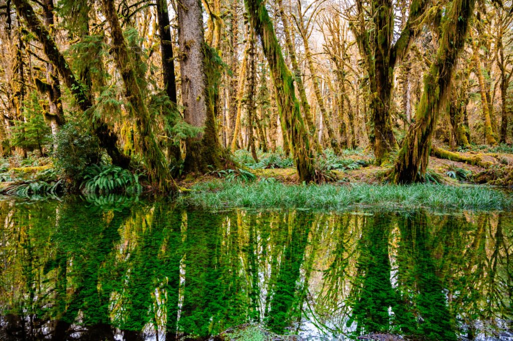 quinault rainforest tour