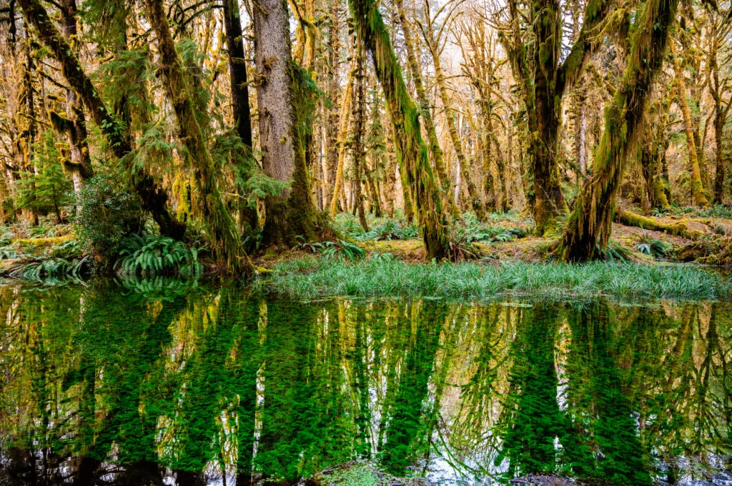 Quinault rainforest green plants