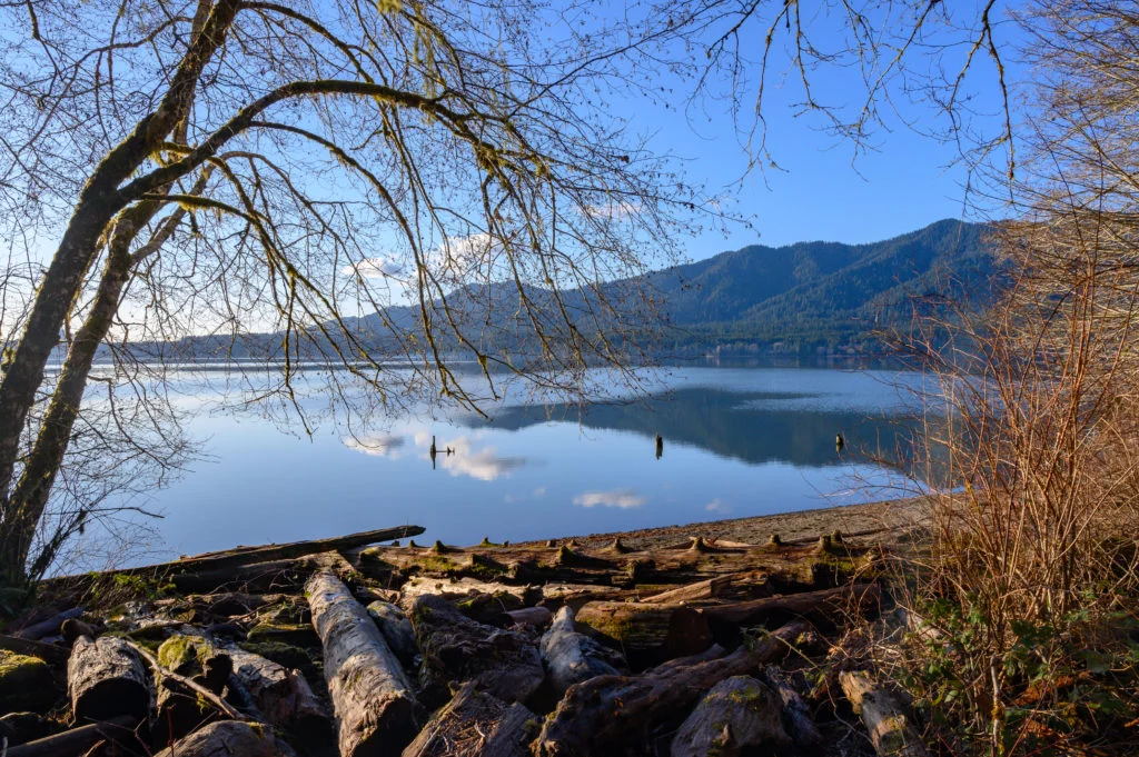 Lake Quinault with logs