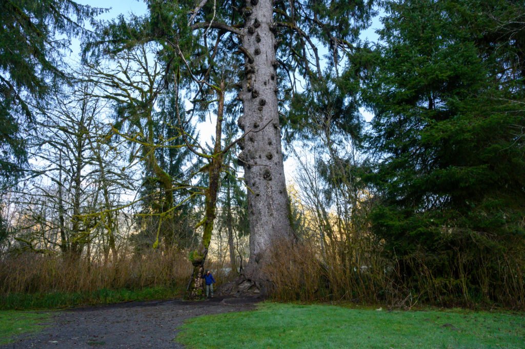 world's largest sitka spruce