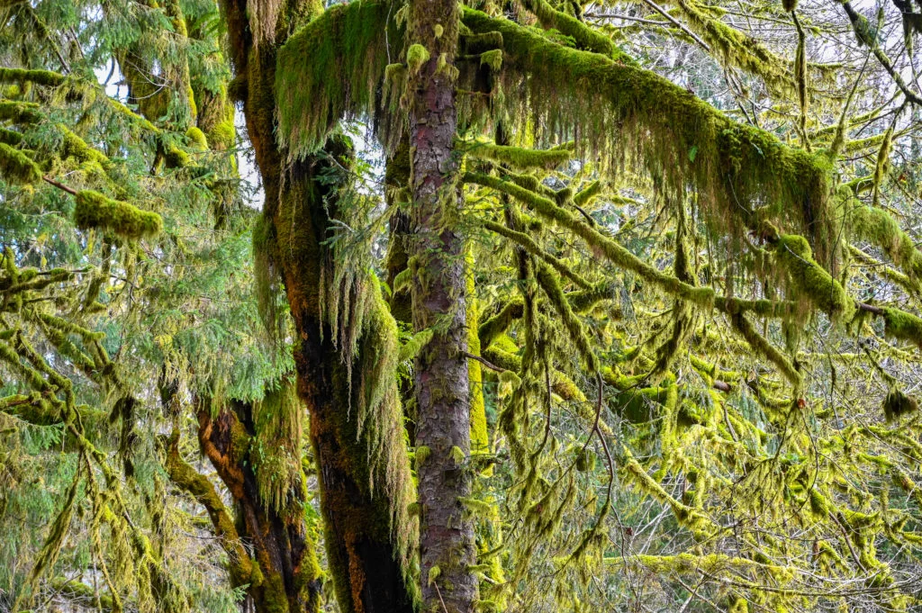 mossy trees Quinault rainforest