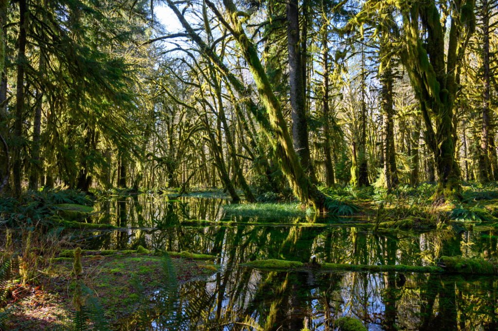 Quinault rainforest