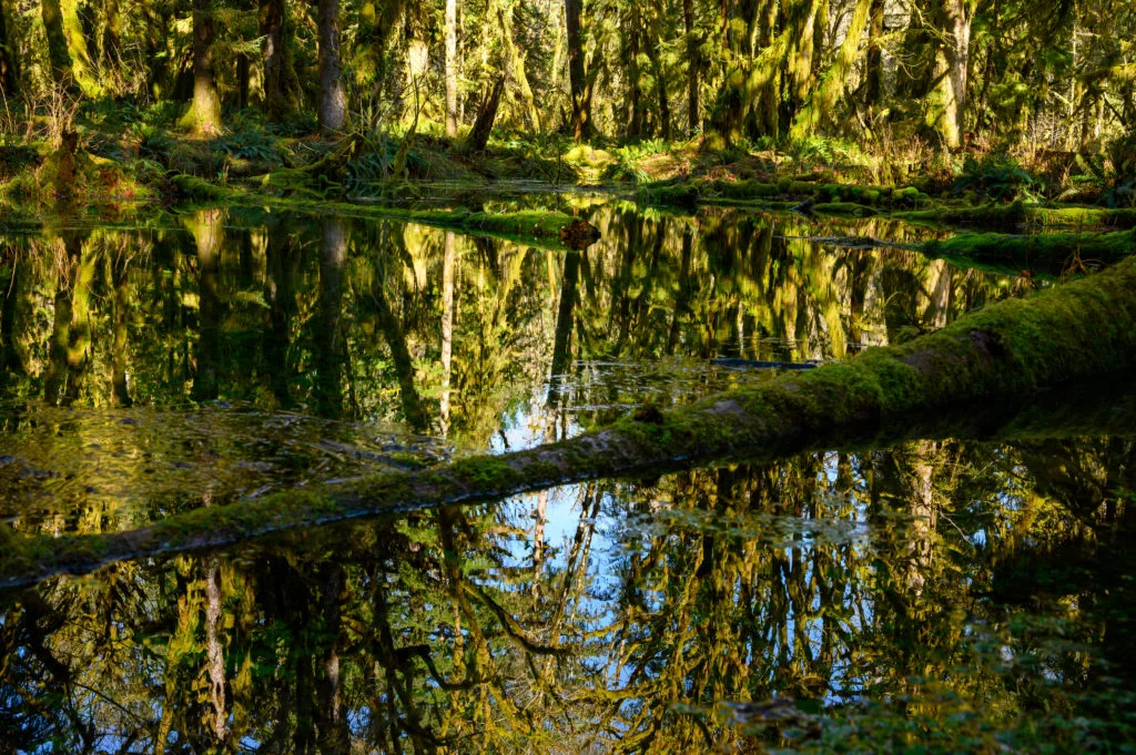 rainforest reflections in the water