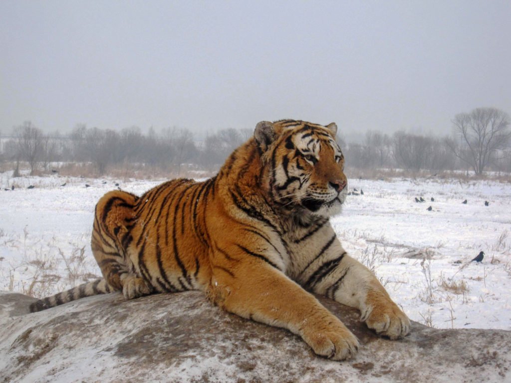 Siberian Tiger