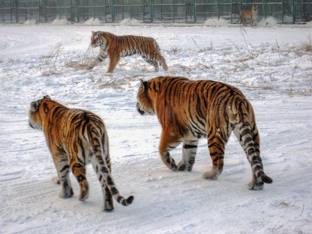 three Siberian Tigers